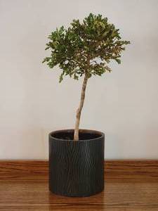 lot 32 image: Boxwood Indoor House Plant
