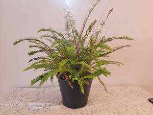 lot 33 image: Fantastic Sword Fern Indoor Plant