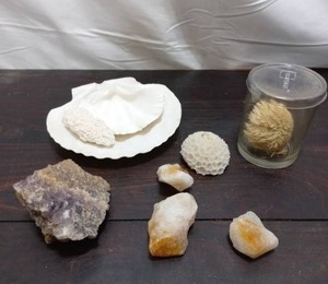 lot 31 image: Collection of Sea Creatures and Crystals