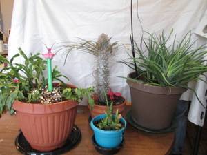 lot 358 image: Group of live plants...