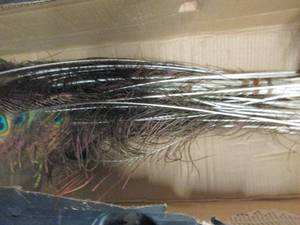 peacock feathers...