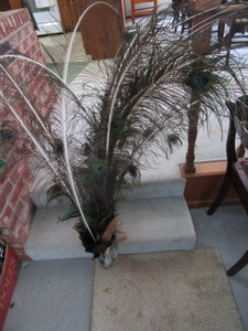 Feathers with Peacock
