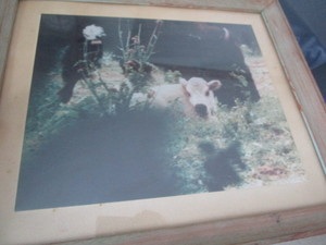 White Buffalo