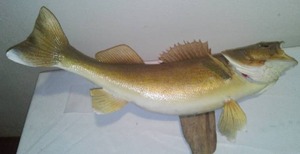 lot 22 image: 26 Inch Walleye Mount