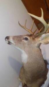 lot 115 image: Shoulder Mount Buck 8 Point - Great Condition.