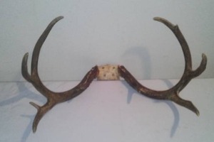 lot 117 image: Antler Mount, 10 Point, 20 Inch Width.