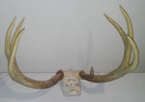 lot 118 image: Antler Mount, 8 Point, 15.5 Width