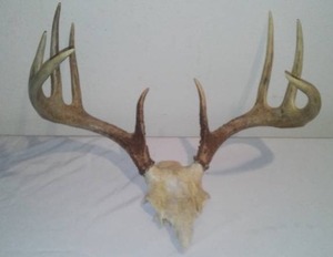 lot 119 image: Antler Mount, 9 Point, 12 Width