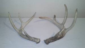 lot 120 image: 2 Individual Antlers, 9 Points,