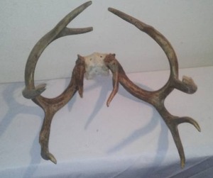 lot 121 image: Antler Mount, 11 Point, 6 Width- Wow