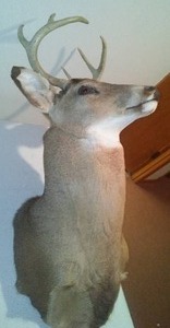 lot 208 image: 8 Point Buck Shoulder Mount.