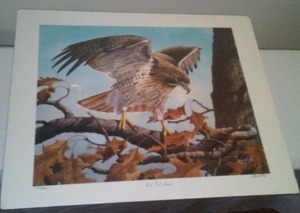 lot 224 image: Harold Roe, Red Tail Hawk,