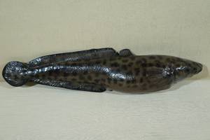 Eel Pout Festival Cribbage Board
