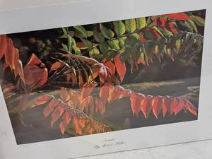 lot 496 image: Sumac Bruce Miller #1301508 Signed&Numbered Limited Edition Lithograph Print from the original acrylic painting , Unframed