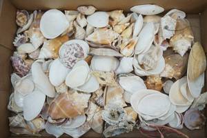 sea shells