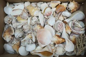 sea shells