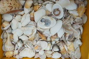 sea shells