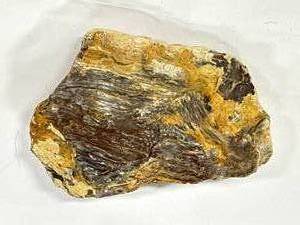lot 24 image: Petrified Wood Rock 5 Inch Wide