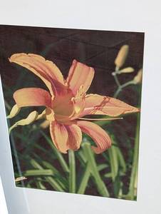 lot 27 image: Four Framed Floral Photographs