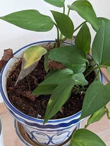 lot 20 image: Pair of Potted House Plants
