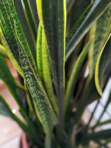 lot 22 image: Potted House Plant
