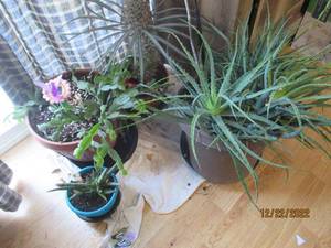 Recently watered plants need a lovi...