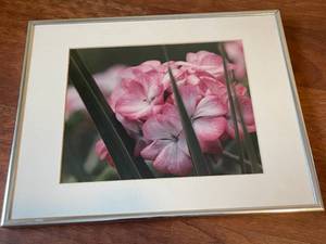 lot 251 image: Pair of Framed Beautiful Floral Photographs