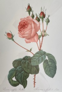 lot 40 image: Fine Framed Floral Print