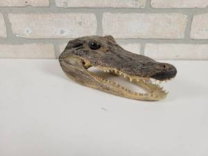lot 151 image: Crocodile Head - Approx. 7 Long