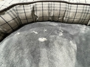 lot 38 image: Dog Bed