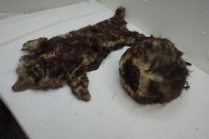 lot 230 image: fur collar, muff