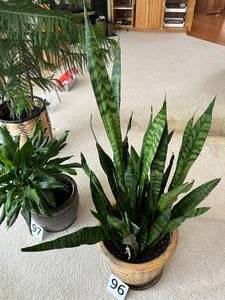 mother in laws tongue plant (live)