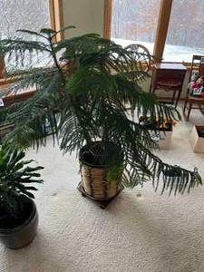 stunning Norfolk Pine (live) plant