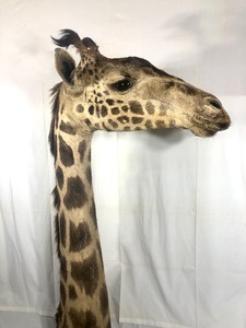 Large Genuine Taxidermy Giraffe Head Mount