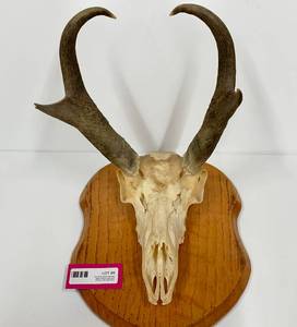lot 8 image: Antelope Skull Mount