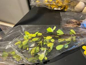 lot 105 image: New Faux Floral Arrangement Pieces