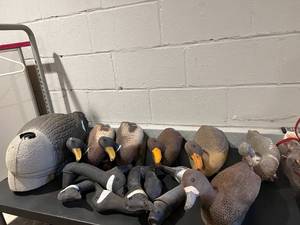lot 147 image: Duck and Goose Decoys