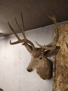 Deer Mount