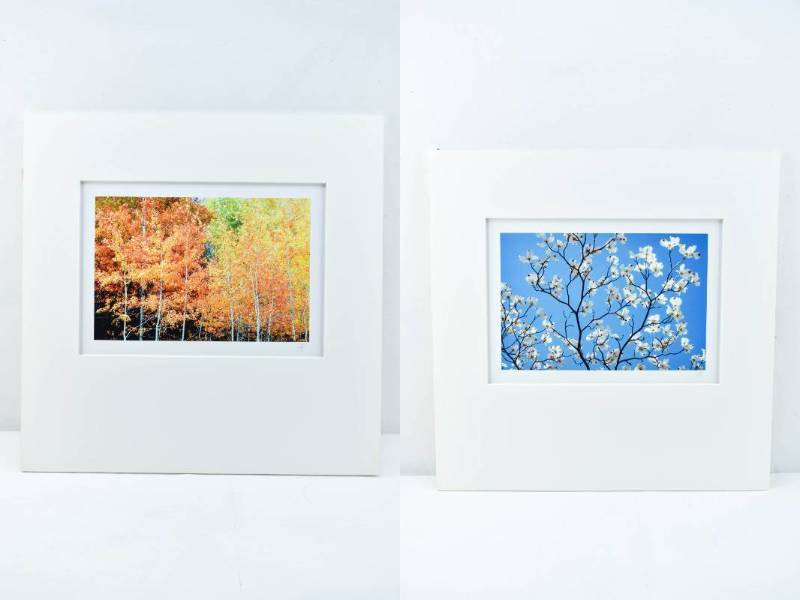 lot 213 image: Set of 2 Matted Photographs by Jim Laser, Birch and Aspen Grove in Autumn, Tree Blossom