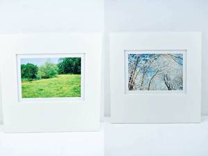 lot 211 image: Set of 2 Matted Photographs by Jim Laser, Yellow Flower Meadow and Snowy Trees