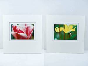 lot 215 image: Set of 2 Matted Macro Photographs by Jim Laser of Flowers