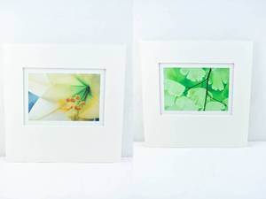 lot 216 image: Set of 2 Matted Macro Photographs by Jim Laser of Flower and Leaf