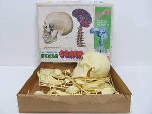 lot 100 image: Unbuilt Vintage Human Brain Model Kit