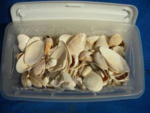 Small Bin of Seashells