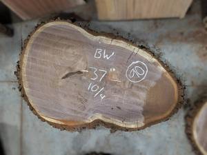 BLACK WALNUT Live Edge Slice - Thickness 2-12 x 37 x 26 Max Width - Kiln Dried and Surfaced