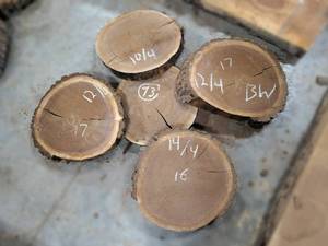 (5) BLACK WALNUT Live Edge Slices - Thickness 3 to 2-12- 16 to 17 Diameter - Kiln Dried and Surfaced