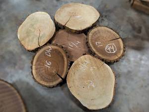(6) BLACK WALNUT & MAPLE Live Edge Slices - Thickness 2-34 x 20 to 16 Diameter - Kiln Dried and Surfaced