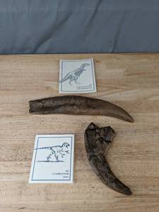 lot 39 image: Utahraptor Claw and Tyrannosaurus Claw  B
