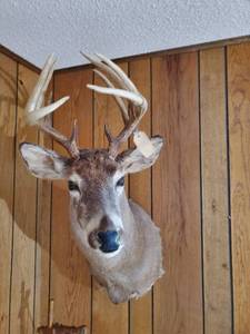 lot 203 image: White Tail Deer Buck Mount