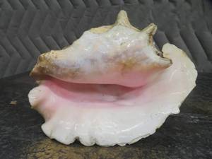 lot 84 image: LARGE CONCH SHELL AND SMALL HOUR GLASS